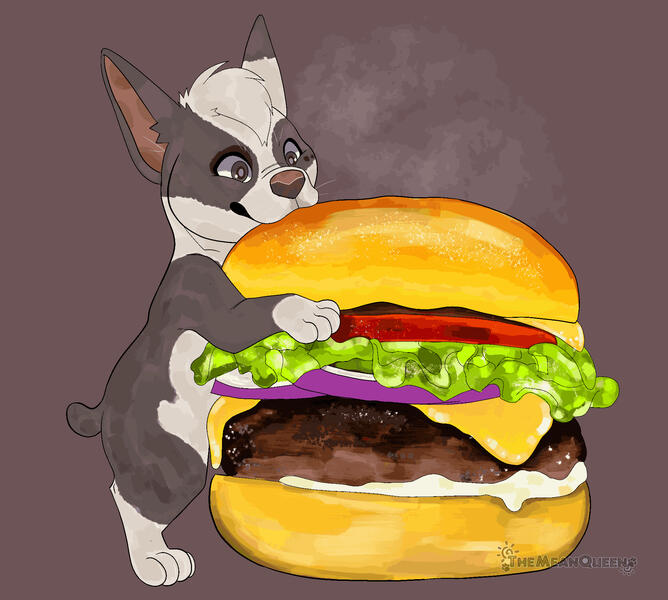 A french bulldog named Koopa enjoying a big burger